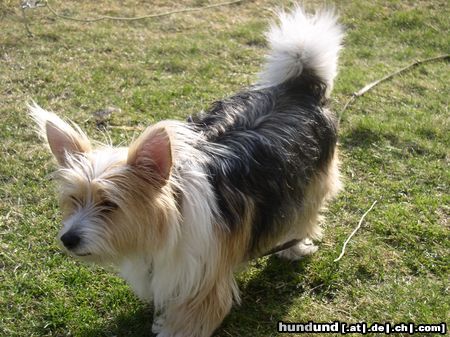 Bichon/Yorkie Barbie Beauties Nemo Taylor