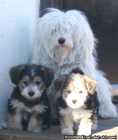 Bichon/Yorkie Barbie Beauties Bombom,  Kassandra and Katzy 7 w.