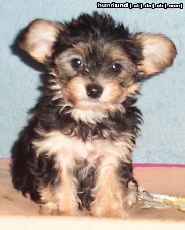 Bichon/Yorkie Barbie Beautie's Céline 7 veckor