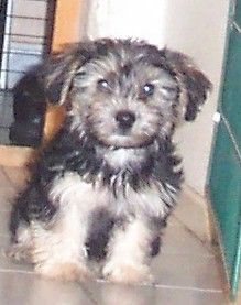 Bichon/Yorkie Barbie Beautie's Cilla 10 v