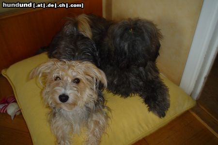 Bichon/Yorkie Barbie beautys Kassandra (Thyra) 1½year