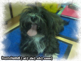 Bichon/Yorkie Biyok \