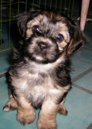 Bichon/Yorkie Barbie Beautie\'s Fatima 5 veckor