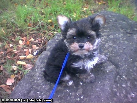 Bichon/Yorkie Color from little dream Welpe 9 Wochen