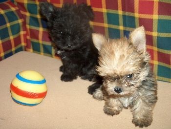 Bichon/Yorkie Biyok \