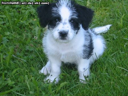 Bichon/Yorkie PANDA