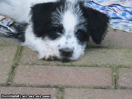 Bichon/Yorkie PANDA