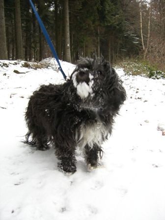 Bichon/Yorkie oh was für schöner Schnee