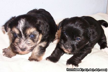 Bichon/Yorkie Barbie Beauties Lorelei o Love Me Do 3 W