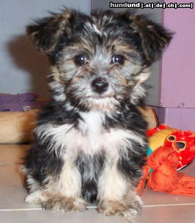 Bichon/Yorkie Barbie Beauties Lorelej 7 w