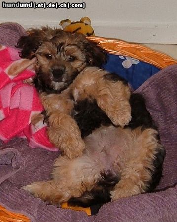 Bichon/Yorkie Barbie Beautie's Zarah 4 m