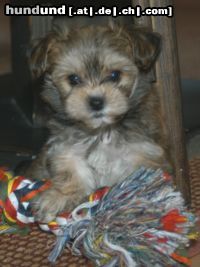 Bichon/Yorkie Nelly Color little Dream