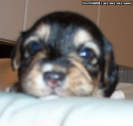 Bichon/Yorkie Nugget 18 day old