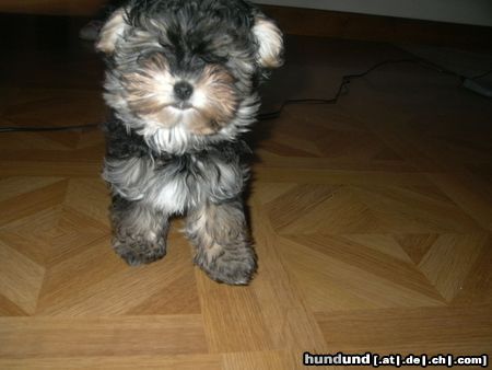 Bichon/Yorkie donald 12 woche