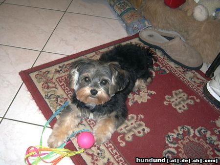 Bichon/Yorkie DONALD mit 7 monaten