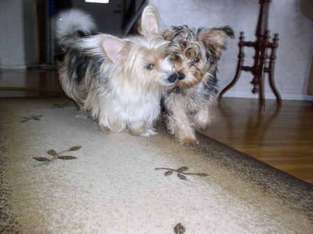 Bichon/Yorkie Barbie beautie´s Nemo and Teddy