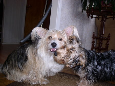 Bichon/Yorkie Barbie beautie´s Nemo and Teddy