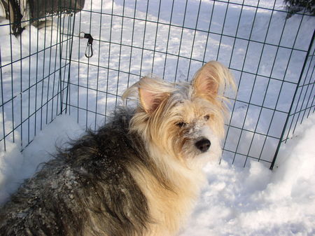 Bichon/Yorkie Barbie Beauties Nemo Taylor 2 år