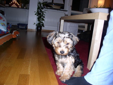 Bichon/Yorkie Barbie beautie´s Teddy 3 month´s old