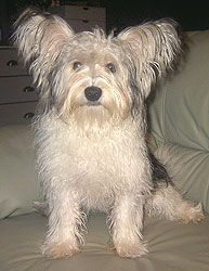 Bichon/Yorkie