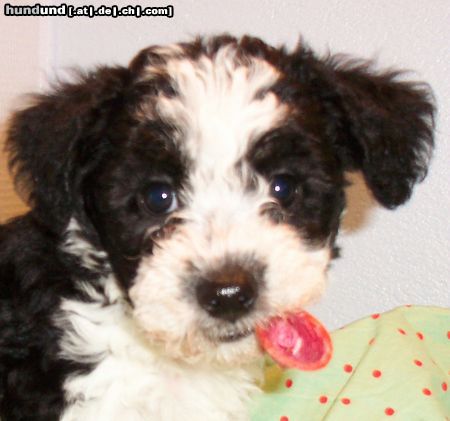 Bichon/Yorkie Barbie Beauties Peps 7 veckor