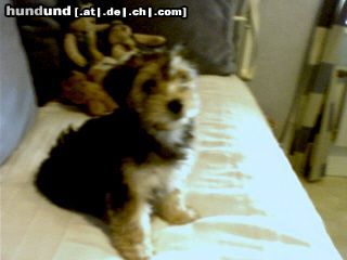 Bichon/Yorkie Wilhelm, 