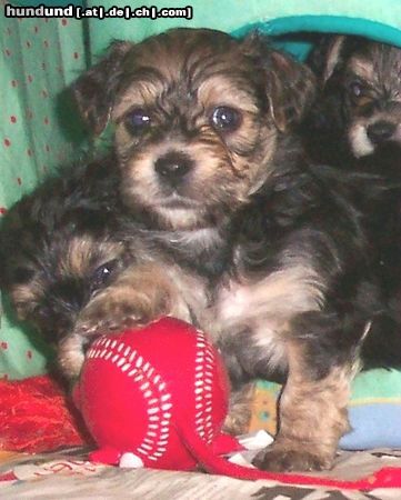 Bichon/Yorkie Barbie Beauties Qnyttet 5 v