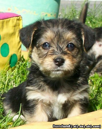 Bichon/Yorkie Barbie Beauties Qnyttet 5 v