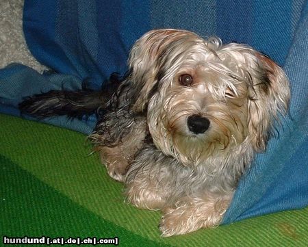 Bichon/Yorkie Barbie Beautie\'s Qnyttet