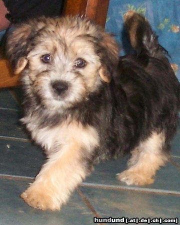 Bichon/Yorkie Barbie Beauties Qvinni 9 w old