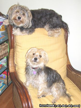 Bichon/Yorkie Barbie Beautie's Sherman o Ruby