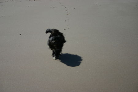 Bichon/Yorkie Sonne Meer und Strand