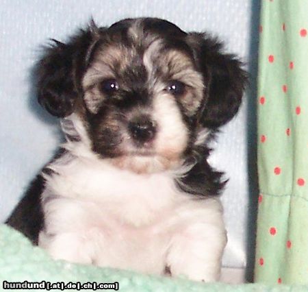 Bichon/Yorkie Barbie Beautie's Yanis Yoplin 5 veckor