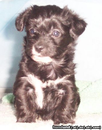 Bichon/Yorkie Barbie Beautie's Yannica 5 veckor