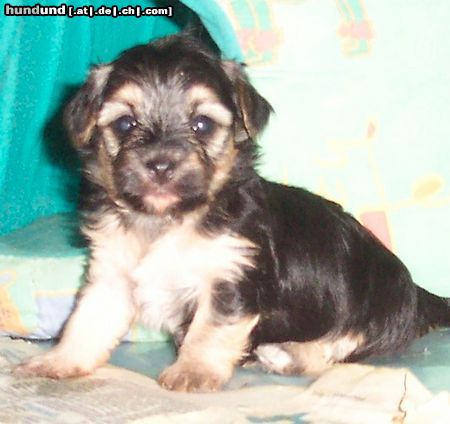 Bichon/Yorkie Barbie Beautie's Yolanta 4 veckor