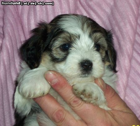 Bichon/Yorkie Barbie Beautie\\\'s Zûbeyde 5 veckor