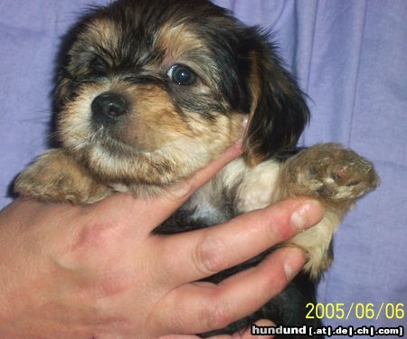 Bichon/Yorkie Barbie Beautie's Zelda 5 veckor