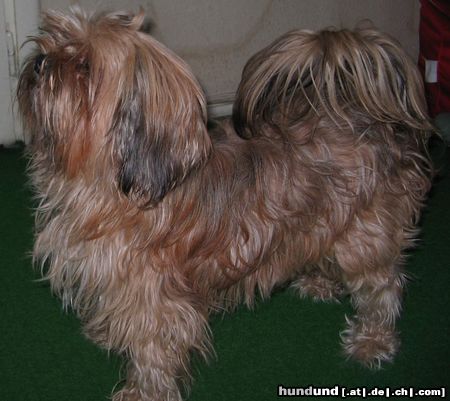 Bichon/Yorkie Brenda, Bichon yorkie from Bucharest, Romania