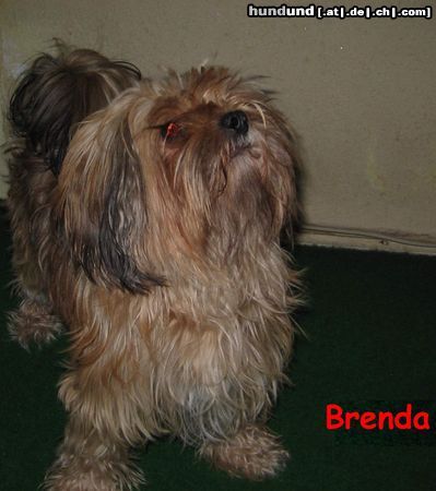 Bichon/Yorkie Brenda, Bichon yorkie from Bucharest, Romania