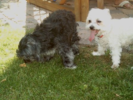 Bichon/Yorkie Dipsy und Freund