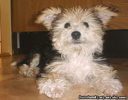 Bichon/Yorkie Katsy