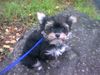 Bichon/Yorkie Hund