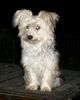 Bichon/Yorkie Hund