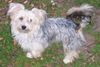 Bichon/Yorkie Hund