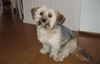 Bichon/Yorkie Hund