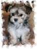 Bichon/Yorkie Hund