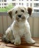 Bichon/Yorkie Hund