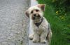 Bichon/Yorkie Hund