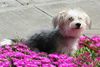 Bichon/Yorkie Hund