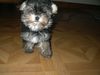 Bichon/Yorkie Hund